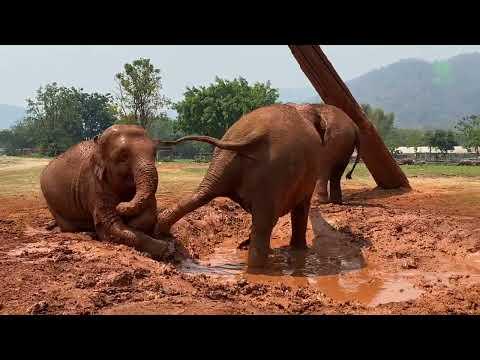 Blind Elephant Express Feeling To Her Young Elephant In The Mud Pit - ElephantNews #Video