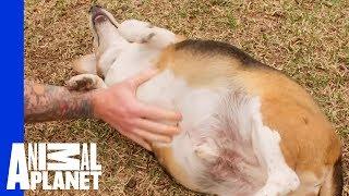 "A Whole Lot Of Loveable Dog" Who Needs To Lose A Whole Lot Of Weight! | My Big Fat Pet Makeover