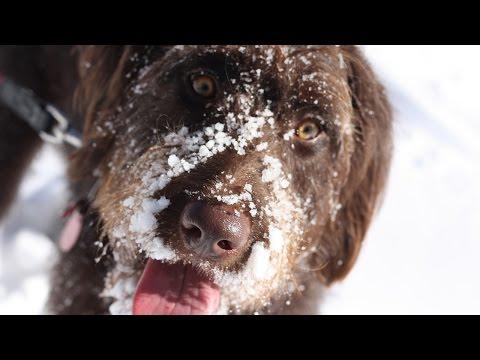 Why Dogs Make The Best Companions On A Snowy Day