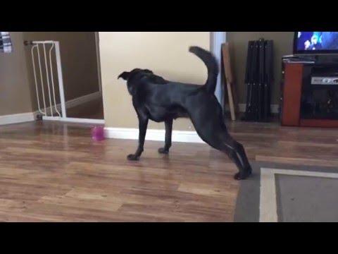 Yoga Dog Can't Reach Toy