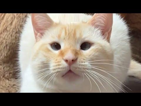 Rescue cat's smarter than he looks #Video