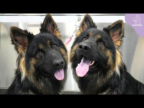 Sometimes I Want To Steal Peoples Pets | Beautiful German Shepherd #Video