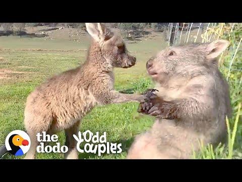 Wombat And Kangaroo Are Obsessed With Each Other Video | The Dodo Odd Couples