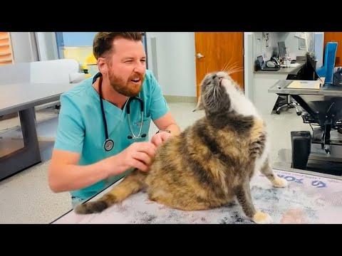 When your Cat thinks the Vet is a Day Spa! #Video