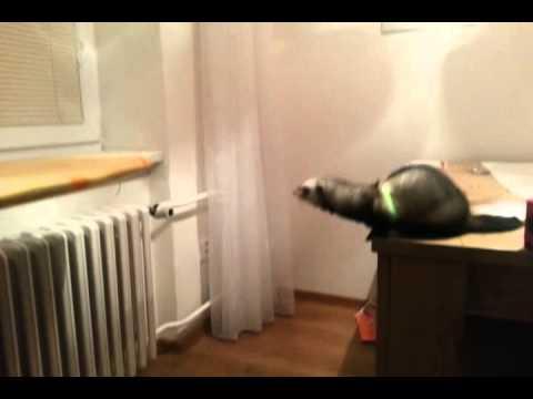Cute Ferret Fails Jump From Table