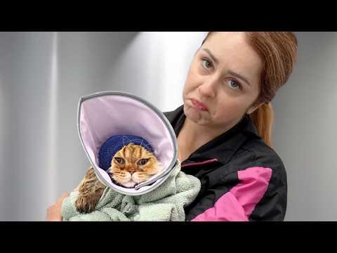 This Orange British Cat Groom Broke My Heart #Video