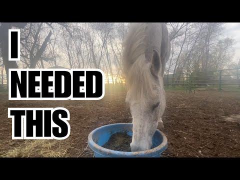 RELAXING grooming session with the new Auction HORSE - The Clever Cowgirl #Video