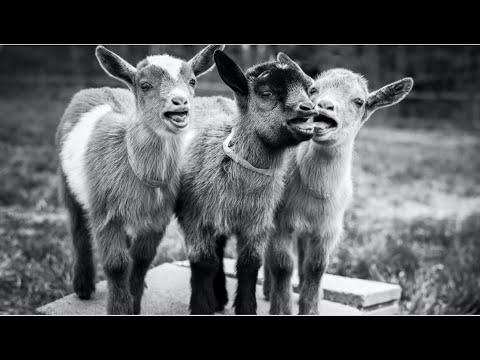 Breakfast time for the goats! Sunflower Farm Creamery #Video