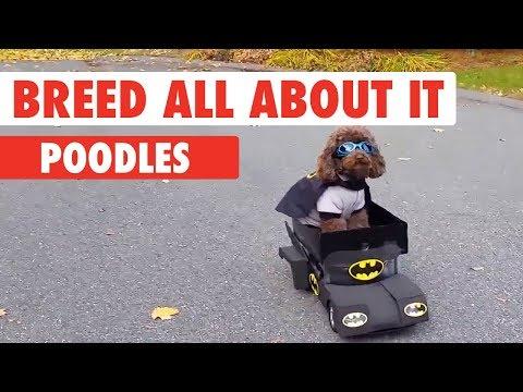 Breed All About It: Poodles