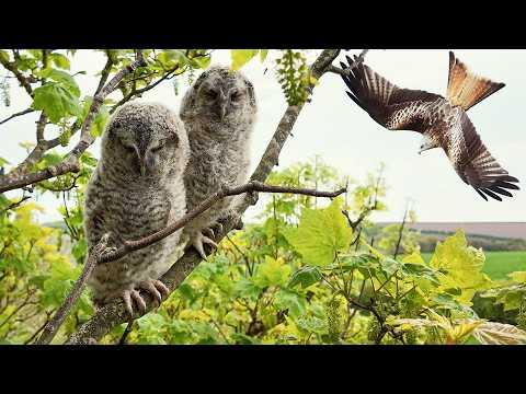Terrifying moment A Red Kite Hunts These Tawny Owlets | Robert E Fuller #Video