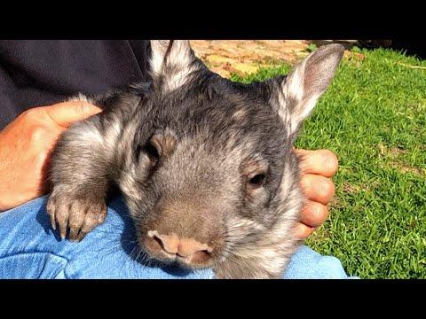 Grandma falls in love with a wombat #Video