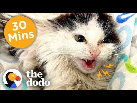 30 Minutes Of Our Favorite Feel-Good Animal Stories #Video