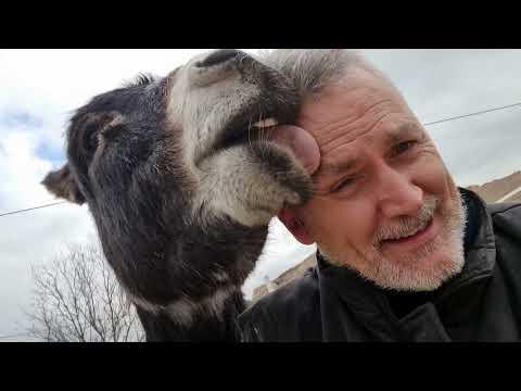 You won't believe what this Donkey did! #Video