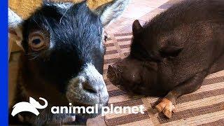 A Micro-Pig Or A Pygmy Goat: Which Farmyard Pet Would You Choose? | Pets 101