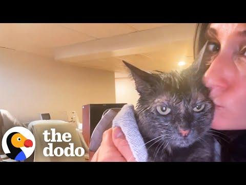 Kitten Loves Her Shower Time, We Swear #Video