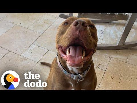Pittie's Step-by-Step Guide To Visiting The Grandparents #Video