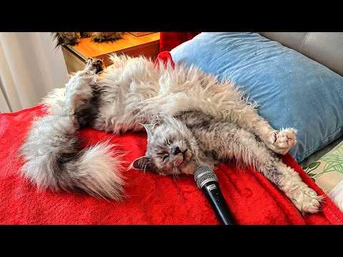 Cat Dreams Of Being A Singer | YOUR Daily Dose of Pets #Video