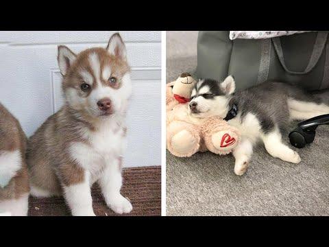 Funny And SOO Cute Husky Puppies Compilation #33 - Cutest Husky Puppy