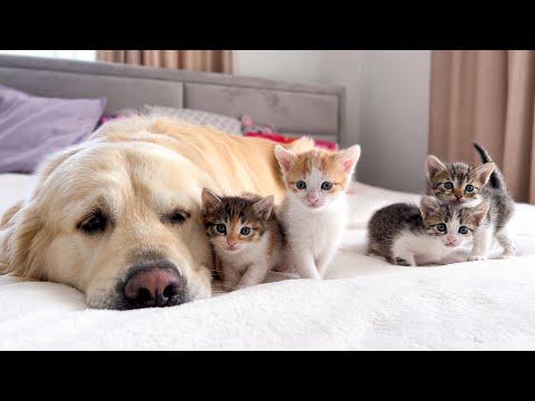 Tiny Kittens Love a Golden Retriever like their Mom #Video