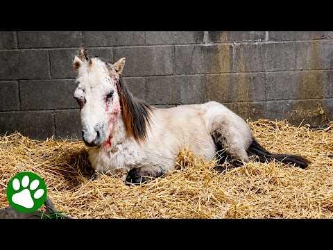 Defeated Pony Goes Through Remarkable Transformation #Video