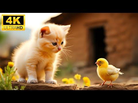 Cute Baby Animals 4K : Funny Wild Cute Animals With Relaxing Piano Music (Colorfully Dynamic) #Video
