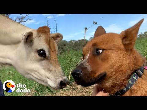 Herding Dog Afraid of All Cows Meets A Tiny Friend She Adores #Video