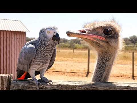 Parrot Meets An Ostrich #Video