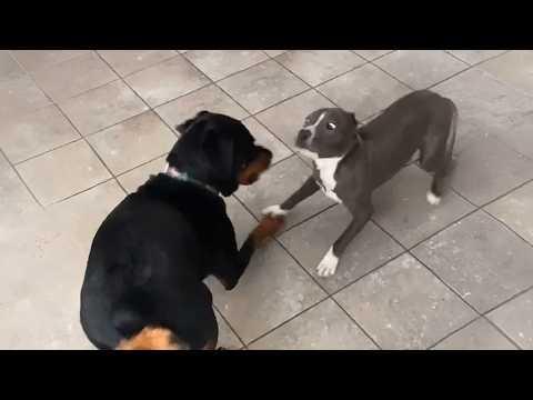 The Rottweiler Took In a Puppy That Everyone Else Had Rejected #Video