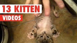 Funny Kittens | Funny Cat Video Compilation 2017