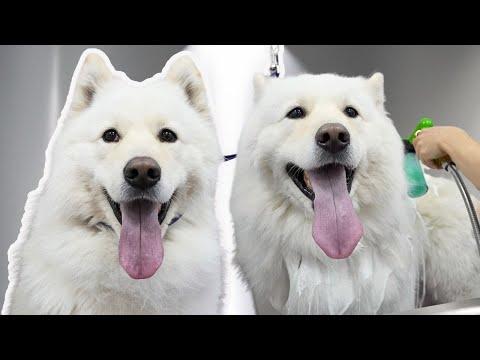 Sir Screams-a-Lot Gets Fluffed! Can Otis Survive? #Video