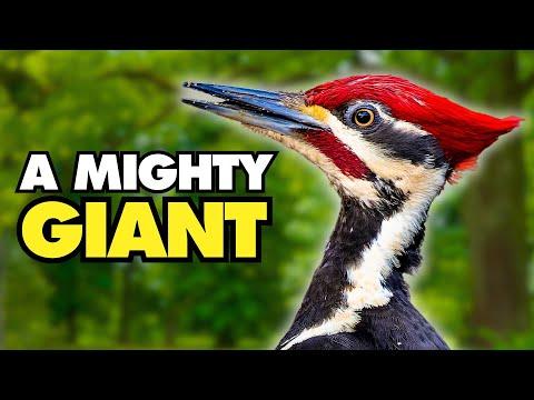 The Majestic Pileated Woodpecker | Nature's Powerhouse#Video