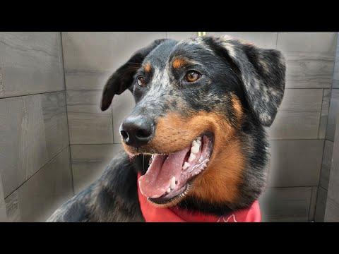 A dog you didn't know existed | Beauceron #Video