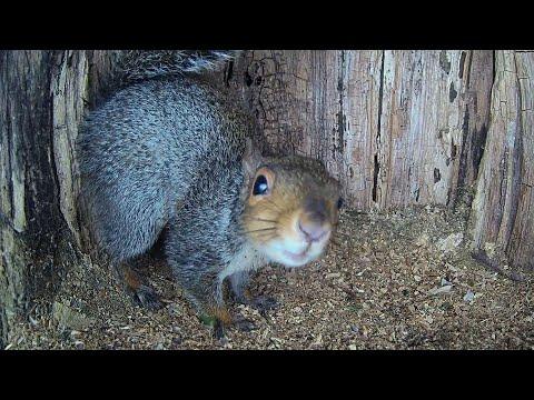 Cute Grey Squirrel Curls Up to Sleep | Discover Wildlife | Robert E Fuller #Video