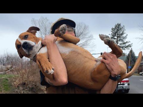 Dog chained for year discovers joy for first time #Video