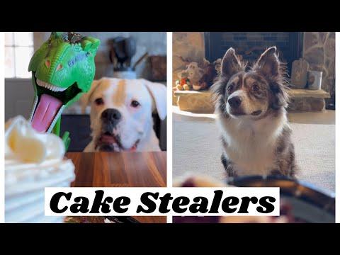 When Mom Eats Cake - Layla The Boxer #Video