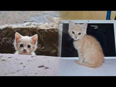 Stray Kitten Approaches a Man And Insists On Adoption #Video