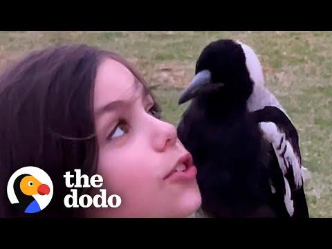 9-year-old Is Best Friends With A Wild Magpie #Video