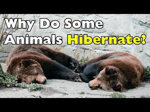 How Animals Sleep Through Winter (The Science of Hibernation) #Video