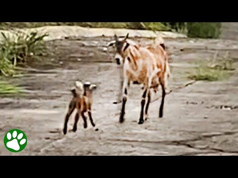 Baby goat is reunited with his mom #Video