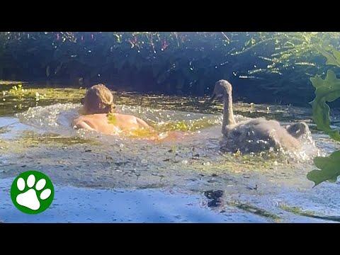 Swan Chases Guy Around In Pool #Video