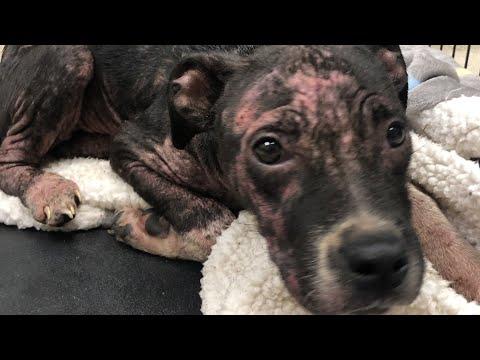 Watch This Abandoned Puppy Get So Furry and Pretty #Video
