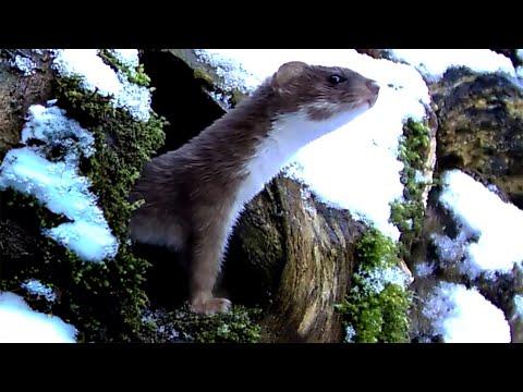 Weasel Sees Snow For The First Time | Discover Wildlife | Robert E Fuller #Video