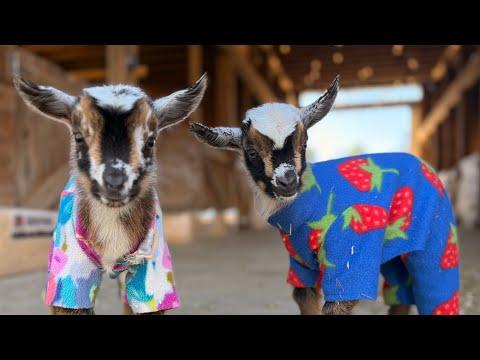 Spicy newborn sisters Harriet & Honey #Video