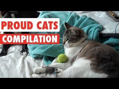 Proud Cats Video Compilation 2017