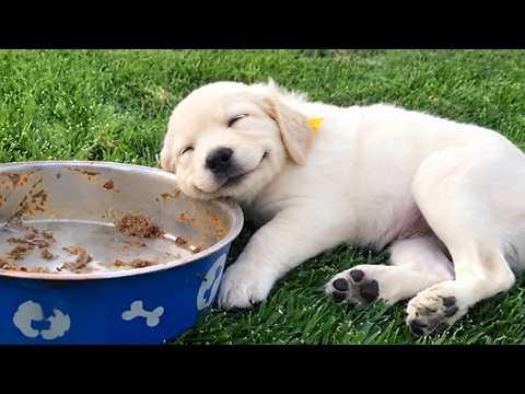 You've NEVER Seen Dogs at 1% Battery! #Video