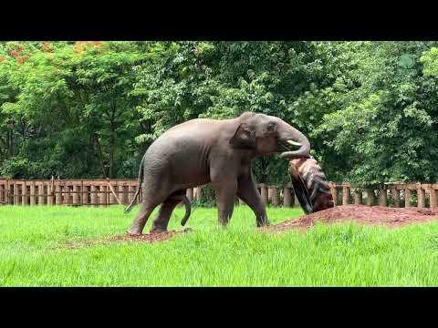 Young Bull Elephant Dok Geaw Play Big Rubber Wheel - ElephantNews #Video