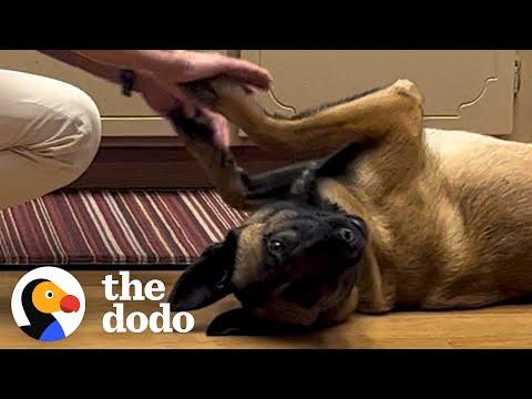 Rescue Dog Learns To Trust Again With Help From Her Grandparents #Video