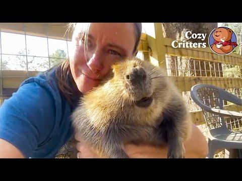 The Beaver Who Calls Her Caretaker 'Mommy' #Video