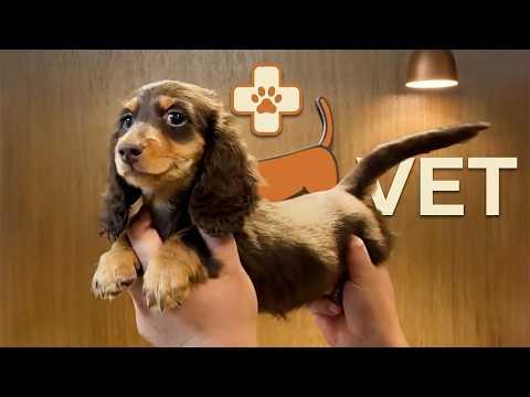 When Your Dog Suddenly Realizes He's at the Vet #Video