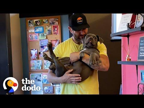 Guy Brings His 20 Rescue Dogs To The Groomers #Video